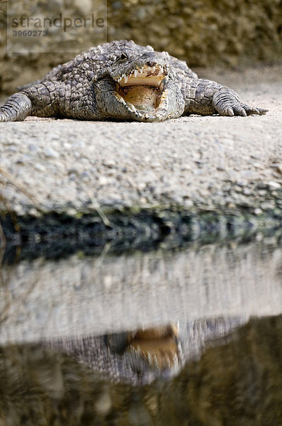 Salzwasserkrokodil oder Leistenkrokodil (Crocodylus porosus)  mit offenem Maul und Wasserspiegelung  Zoo Basel  Schweiz