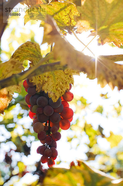 Rote Weintrauben mit Sonne und Sonnenstrahlen