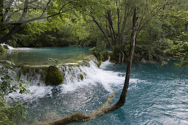Kleiner Wasserfall in der Kaskadenlandschaft der Plitwitzer Seen  Nationalpark Plitwitzer Seen  Kroatien  Europa