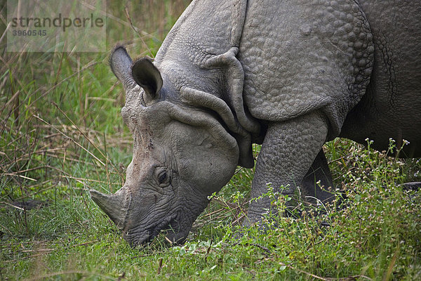 Panzernashorn (Rhinoceros unicornis) grast im Chitwan National Park  Nepal  Süd-Asien