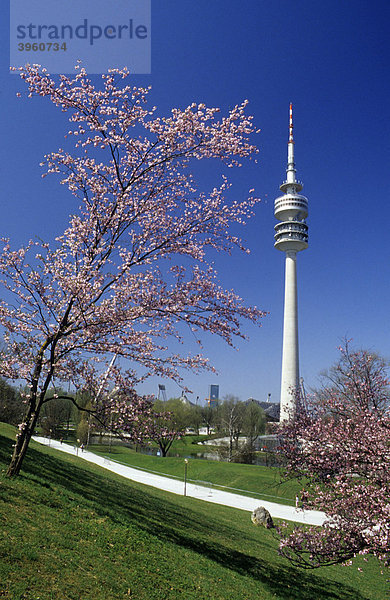 Kirschblüte im Olympiapark mit Fernsehturm  München  Bayern  Deutschland  Europa