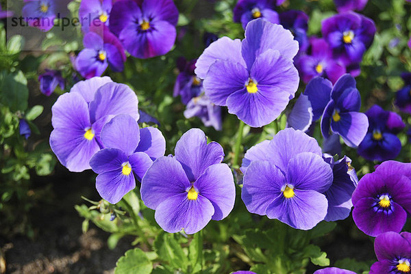Stiefmütterchen (Viola) in violett