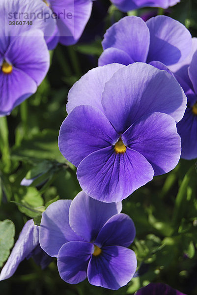 Stiefmütterchen (Viola) in violett