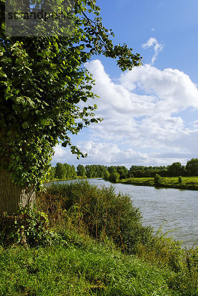 Weser bei Nienburg  Niedersachsen  Deutschland  Europa