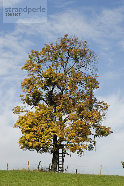 Baum bei Achberg  Pfaffenwinkel  Oberbayern  Bayern  Deutschland  Europa