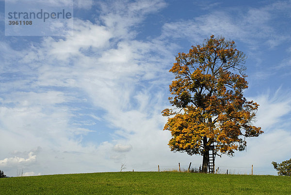 Baum bei Achberg  Pfaffenwinkel  Oberbayern  Bayern  Deutschland  Europa