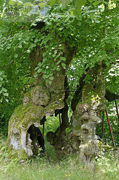 Wolframslinde  Linde  1000 Jahre alt  am Fuß des Haidstein  Bayerischer Wald  Oberpfalz  Bayern  Deutschland  Europa