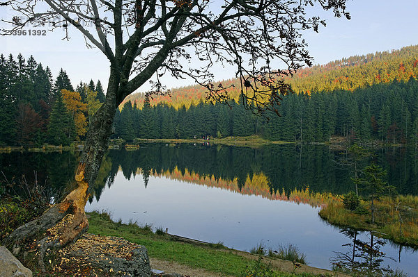 Kleiner Arbersee  Oberpfalz  Bayern  Deutschland  Europa