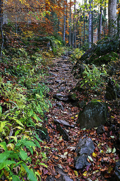 Falkenstein  Nationalpark Bayerischer Wald  Niederbayern  Bayern  Deutschland  Europa