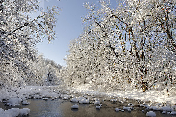Verschneiter winterlicher Fluss  Mangfall bei Louisenthal  Tegernsee  Oberbayern  Bayern  Deutschland  Europa