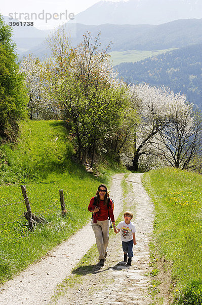 Am Weg von Barbian zu den Wasserfällen des Ganderbaches  Eisacktal  Südtirol  Italien  Europa