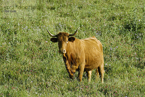 Junger Stier auf der Weide bei Tarifa  Andalusien  Spanien  Europa