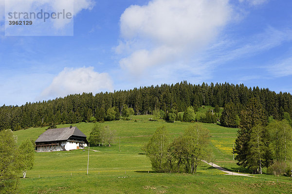 Bauernhaus im Hochschwarzwald beim Schluchsee  Schwarzwald  Baden-Württemberg  Deutschland  Europa