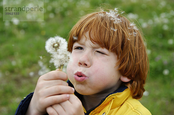 Junge pustet einen Löwenzahn  Pusteblumen (Taraxacum sect. ruderalia)