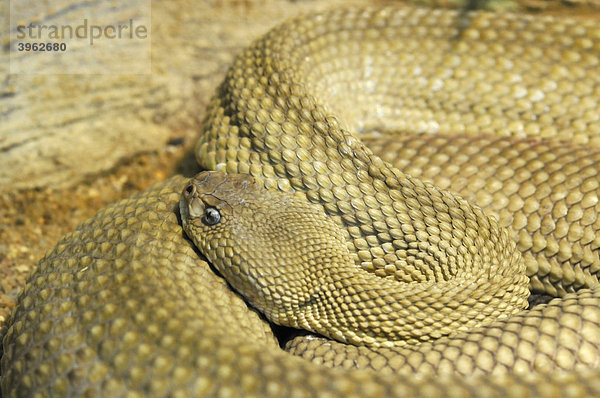 Basilisken-Klapperschlange (Crotalus basiliscus)  West-Mexiko