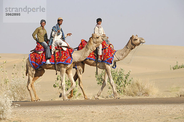 Inder auf Kamelen  bei Jaisalmer  Rajasthan  Nordindien  Asien