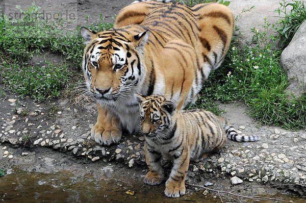Sibirischer Tiger  Amurtiger (Panthera tigris altaica)  Tigerin mit Jungen