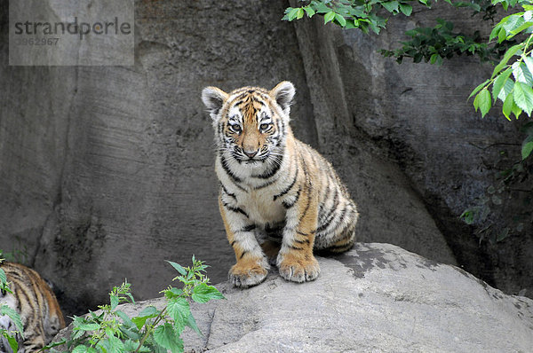 Sibirischer Tiger  Amurtiger (Panthera tigris altaica)  Jungtier