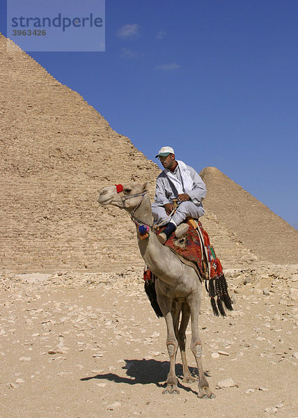Ägyptischer Fremdenführer reitet vor einer Pyramide auf dem Kamel  Gizeh  Ägypten  Afrika