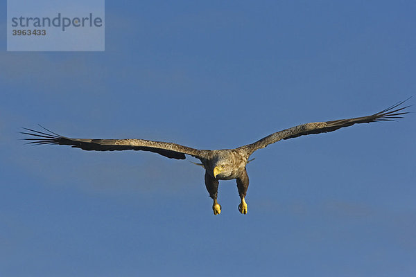 Fliegender Seeadler (Haliaeetus albicilla)