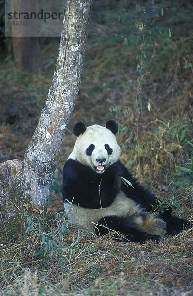 Großer Panda (Ailuropoda melanoleuca)  China  Asien