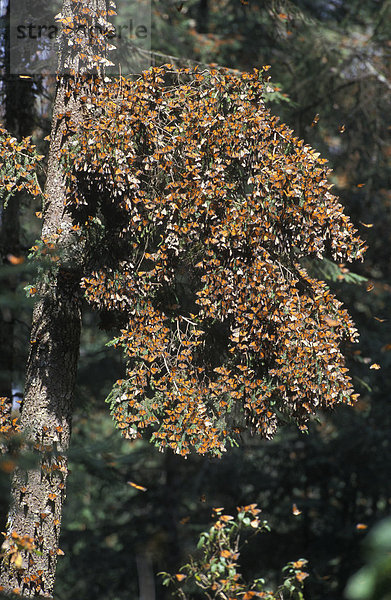 Monarchfalter (Danaus plexippus) bedecken einen Baum