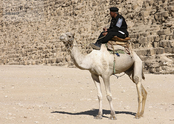Wächter auf Kamel vor Pyramide  Ägypten  Afrika