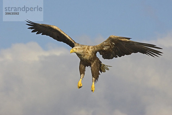 Fliegender Seealder (Haliaeetus albicilla)