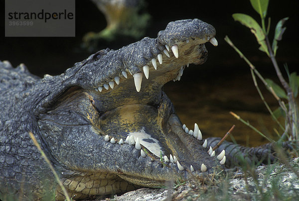 Spitzkrokodil (Crocodylus acutus)