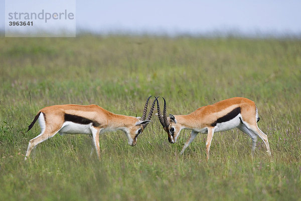 Thomson-Gazellen (Eudorcas thomsonii  Gazella thomsoni)  Serengeti  Tansania  Afrika