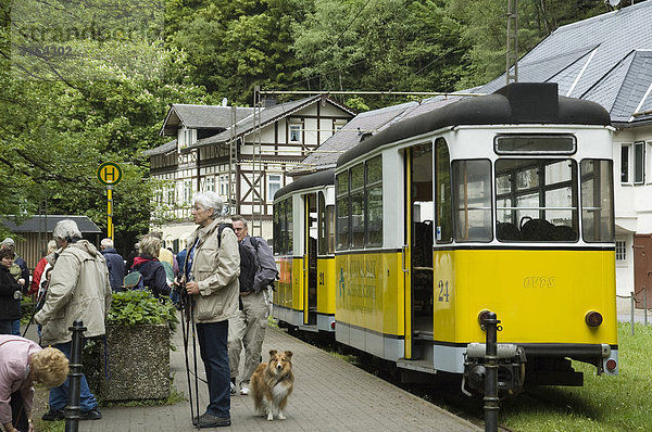 Kirnitzschtalbahn  Straßenbahn im Kirnitschtal  Wanderer  Sächsische Schweiz  Elbsandsteingebirge  Sachsen  Deutschland