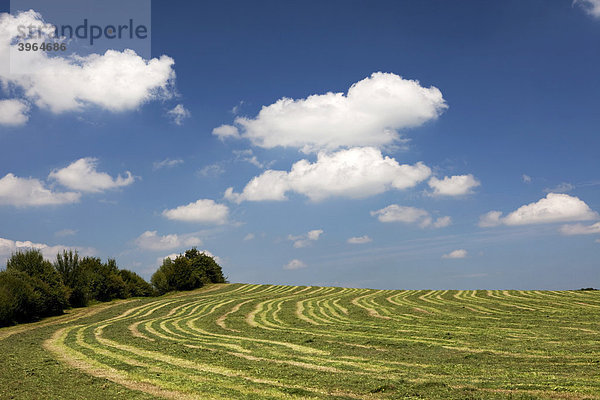 Abgeerntetes Feld  Deutschland  Europa