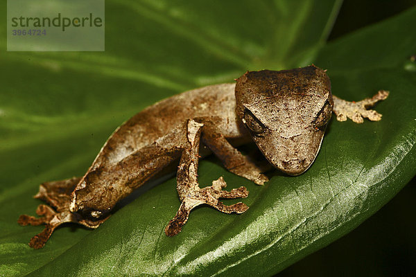 Blattschwanzgecko (Uroplatus ebenaui)  Nosy Be  Nordmadagaskar  Madagaskar  Afrika