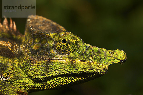 Furcifer Chamäleon (Furcifer antimena)  Portrait  Madagaskar  Afrika