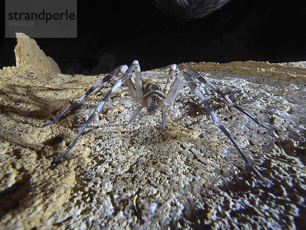 Höhlenspinne (Nesticidae)  Tsingy de Ankarana  Nordmadagaskar  Madagaskar  Afrika