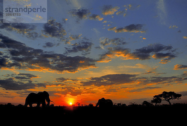 Abendstimmung  Afrikanische Elefanten (Loxodonta africana)  Savuti  Chobe Nationalpark  Botswana  südliches Afrika  Afrika