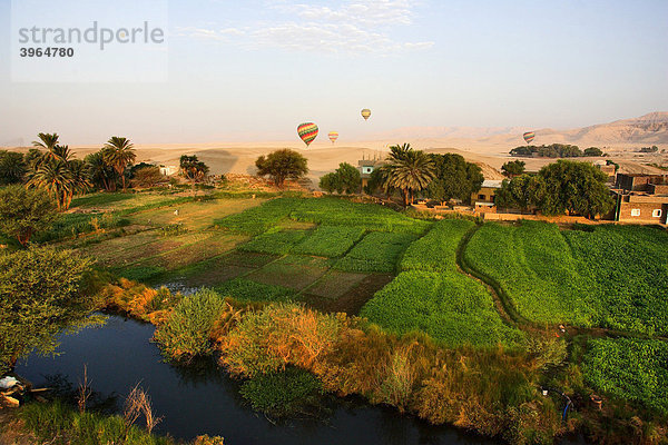 Grünland am Nil  Tal der Könige  Theben  Luxor  Ägypten  Afrika