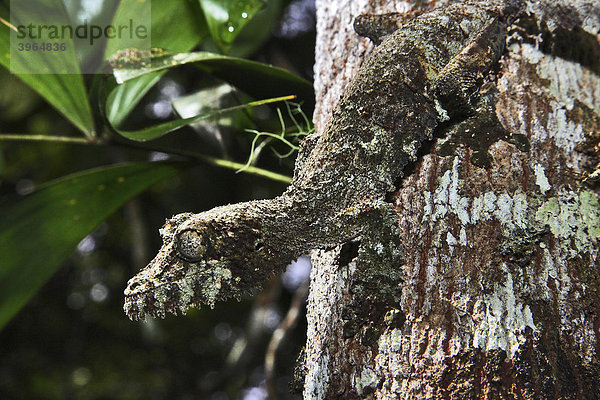 Plattschwanzgecko (Uroplatus fimbriatus)  Madagaskar  Afrika