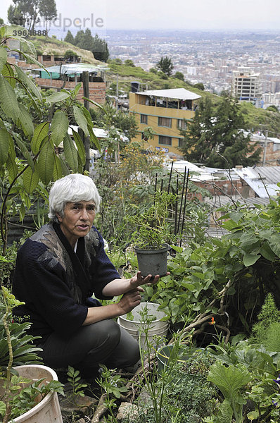Alte Frau in ihrem Gemüsegarten hinter dem Haus  Projekt zu städtischer Landwirtschaft  Armenviertel Cerro Norte  Bogota  Kolumbien