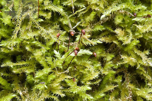 Torfmoos (Sphagnum palustre)