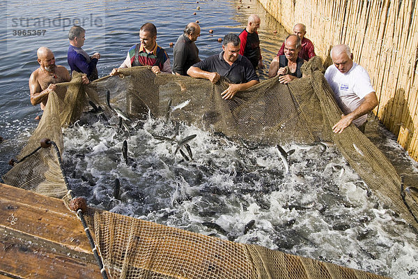 Fischer der Peschiera Ponti am Stagno di Cabras beim Fang der Meeräsche  Cabras  Provinz Oristano  Sardinien  Italien