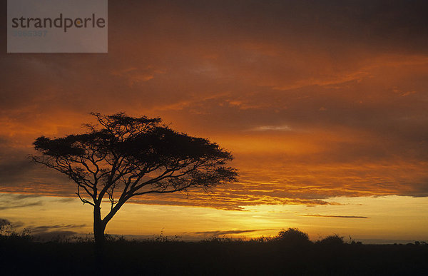 Sonnenuntergang in Kenia  Afrika