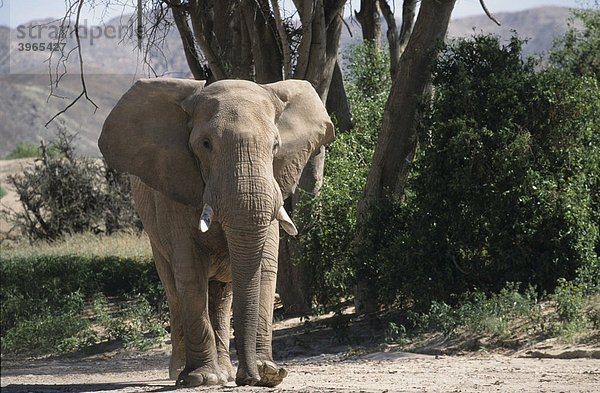 Afrikanischer Elefant (Loxodonta africana)  Namibia  Afrika