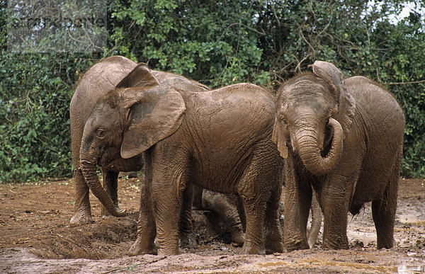 Junge Elefanten (Loxodonta africana)  Sheldrick's Elephant Orphanage  Waisenhaus für Elefanten  Nairobi Game Park  Kenia  Afrika