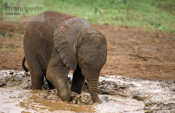 Junger Elefant (Loxodonta africana)  Sheldrick's Elephant Orphanage  Waisenhaus für Elefanten  Nairobi Game Park  Kenia  Afrika