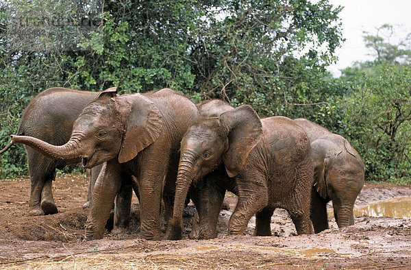 Junge Elefanten (Loxodonta africana)  Sheldrick's Elephant Orphanage  Waisenhaus für Elefanten  Nairobi Game Park  Kenia  Afrika