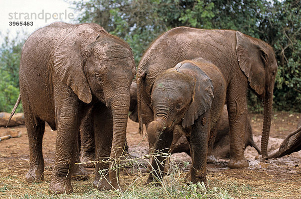 Junge Elefanten (Loxodonta africana)  Sheldrick's Elephant Orphanage  Waisenhaus für Elefanten  Nairobi Game Park  Kenia  Afrika