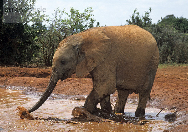 Junger Elefant (Loxodonta africana)  Sheldrick's Elephant Orphanage  Waisenhaus für Elefanten  Nairobi Game Park  Kenia  Afrika