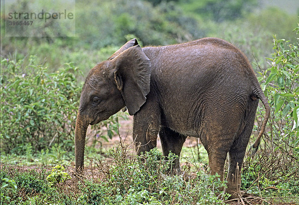 Junger Elefant (Loxodonta africana)  Sheldrick's Elephant Orphanage  Waisenhaus für Elefanten  Nairobi Game Park  Kenia  Afrika