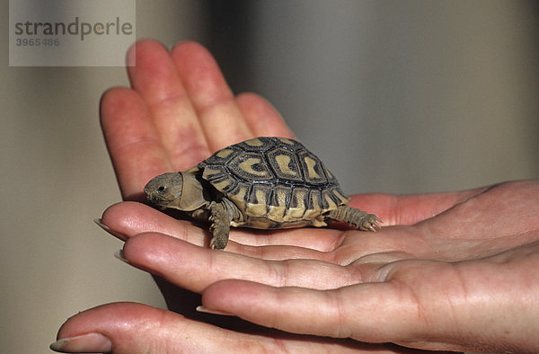 Babyschildkröte in einer Hand